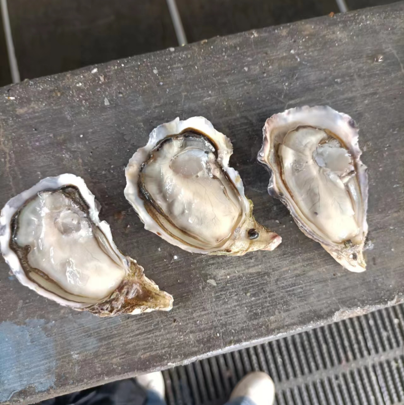 福建三倍体生蚝精品价格优惠质量保证