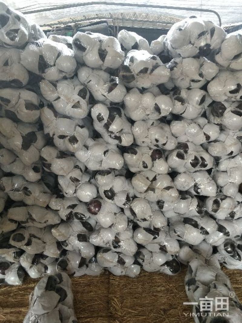 精品圆茄，大量上市。