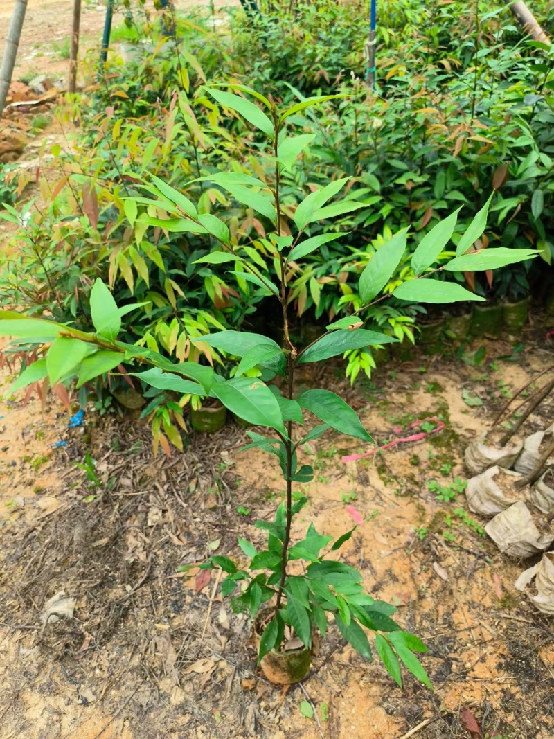 红椎30-60高