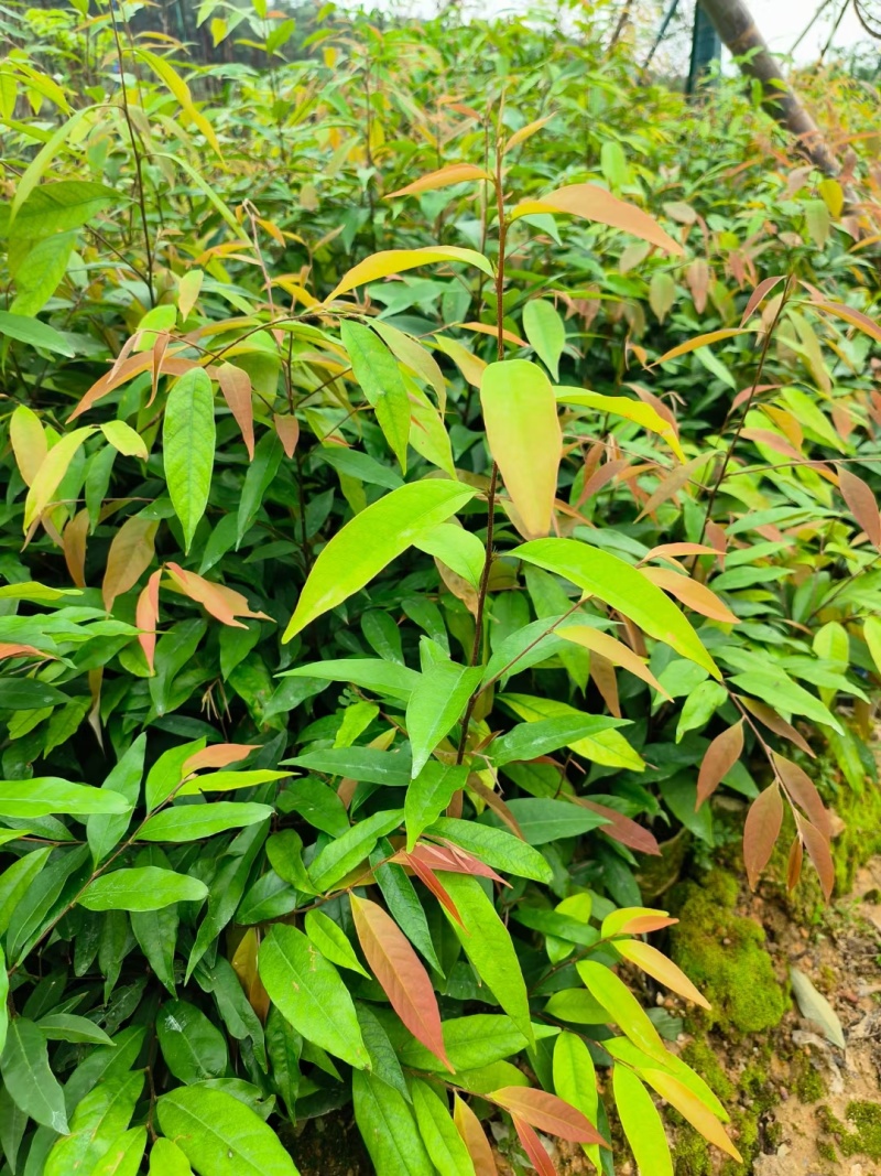 红椎30-60高
