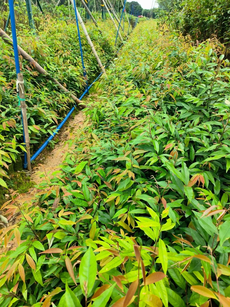 红椎30-60高