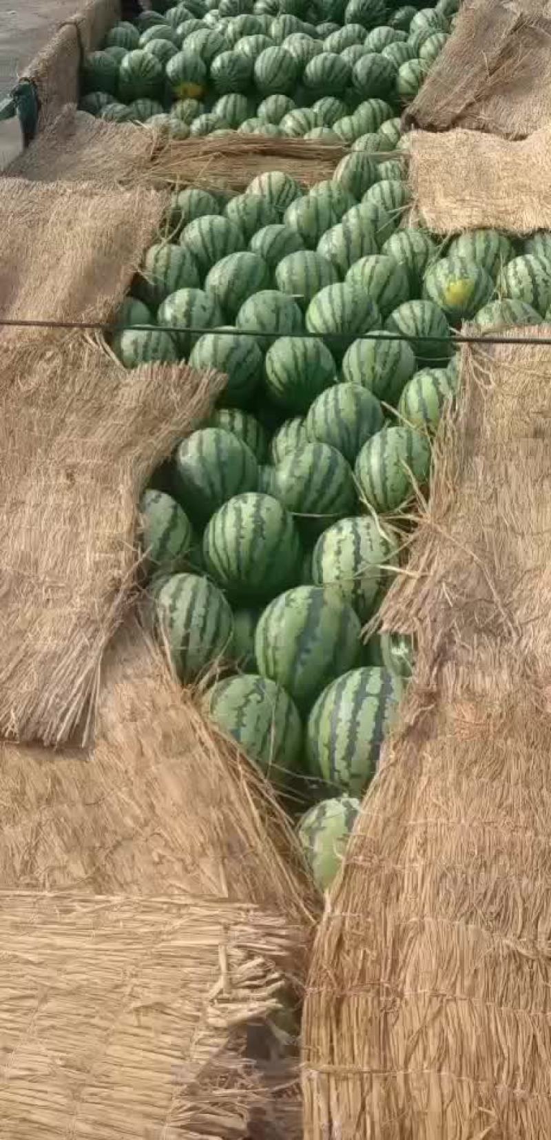 精品西瓜甜王西瓜货源充足量大从优质量保证