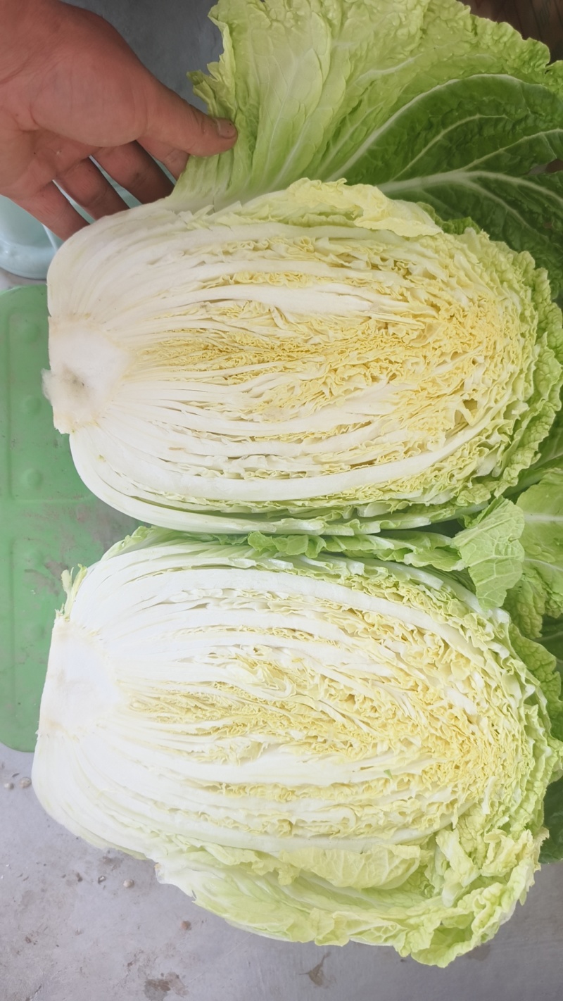 甘肃临洮黄心白菜，手感结实，出菜率高，产地直供，一手货源