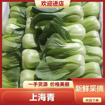 精品上海青/产地直发品质好产地直发需要的老板联系