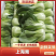 精品上海青/产地直发品质好产地直发需要的老板联系