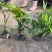 合果芋，白蝴蝶