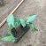 合果芋，白蝴蝶