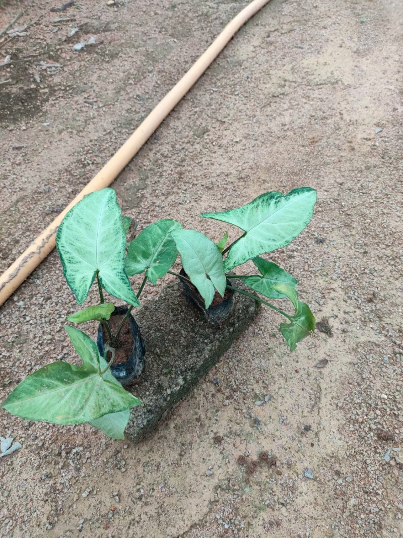 合果芋，白蝴蝶
