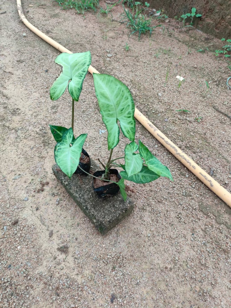 合果芋，白蝴蝶