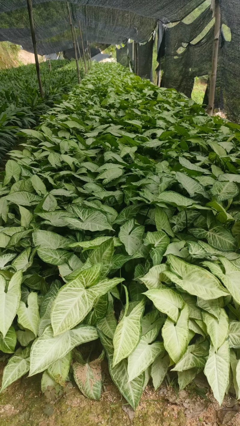 合果芋，白蝴蝶