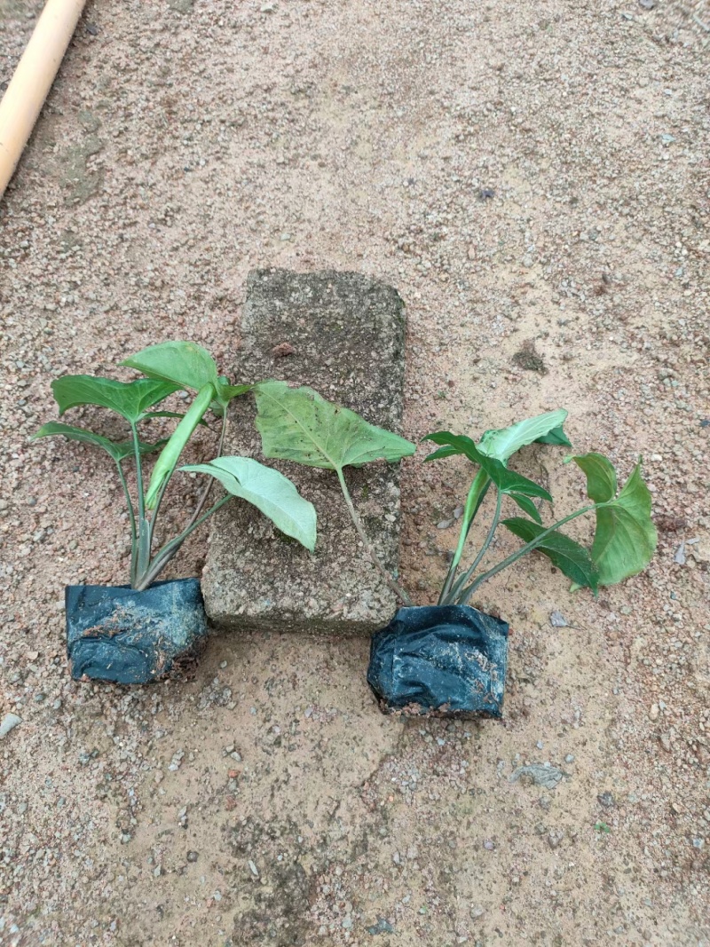 合果芋，白蝴蝶