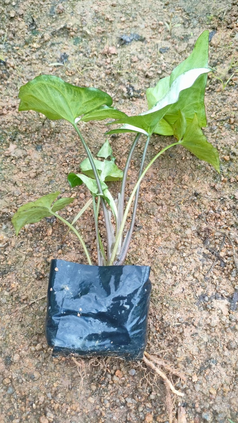 合果芋，白蝴蝶