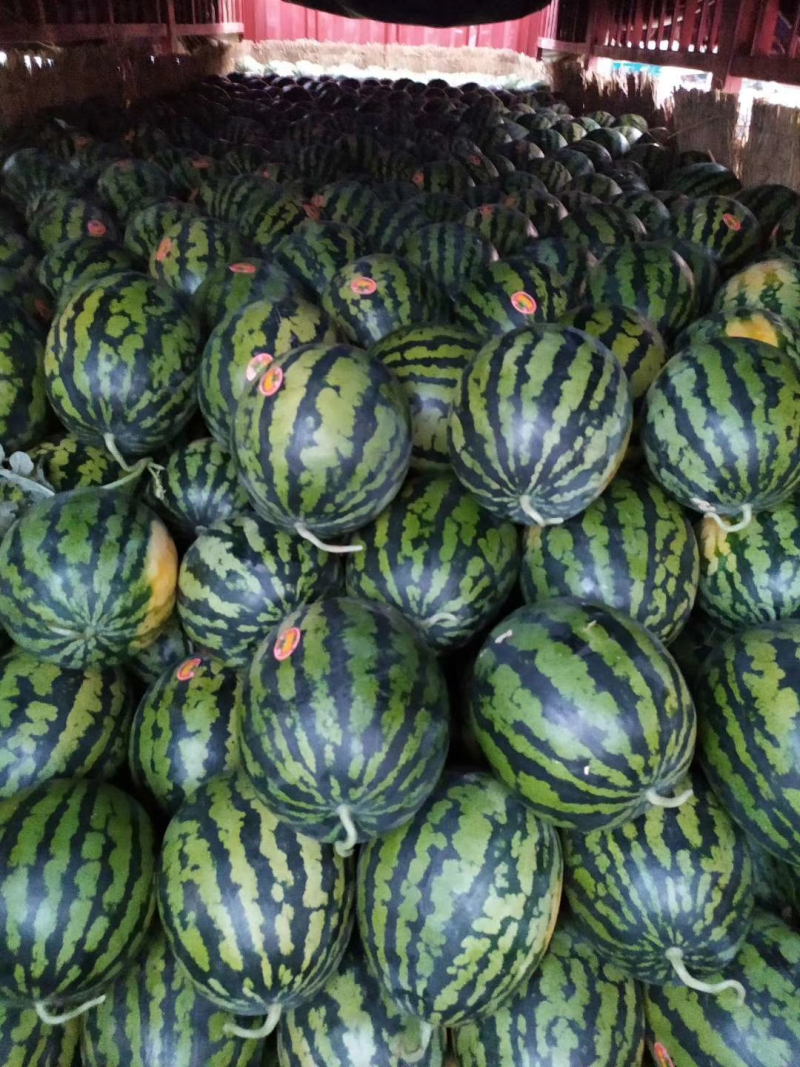 精品西瓜甜王西瓜货源充足量大从优质量保证