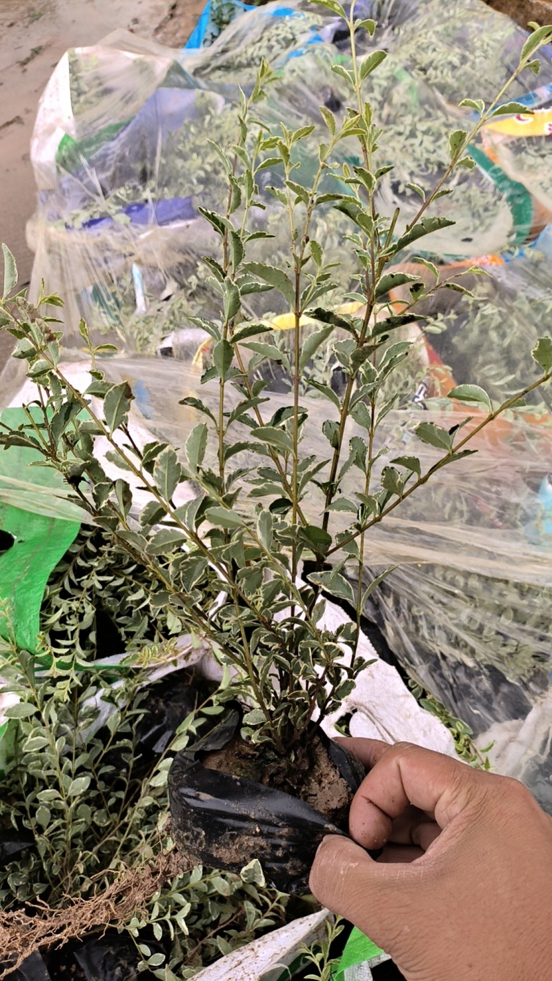 花叶女贞，银姬小蜡
