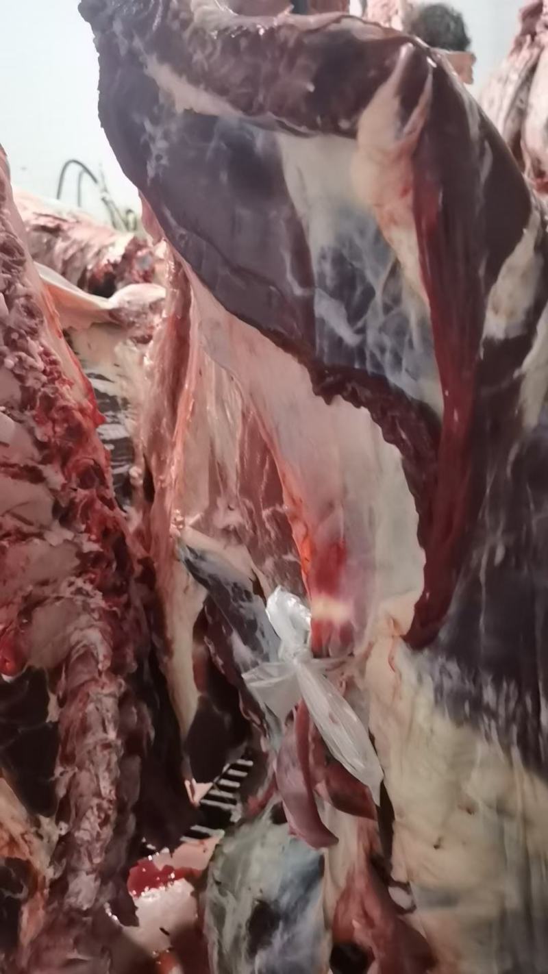 精品牛肉，辽宁牛肉，黄牛肉大量供应，新鲜宰割，肉质肥美，