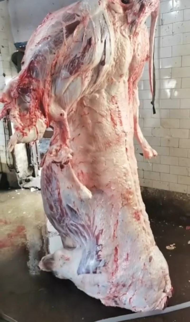精品牛肉，辽宁牛肉，黄牛肉大量供应，新鲜宰割，肉质肥美，
