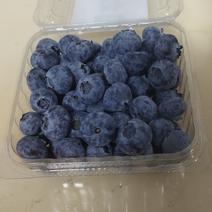 蓝莓H5，博物