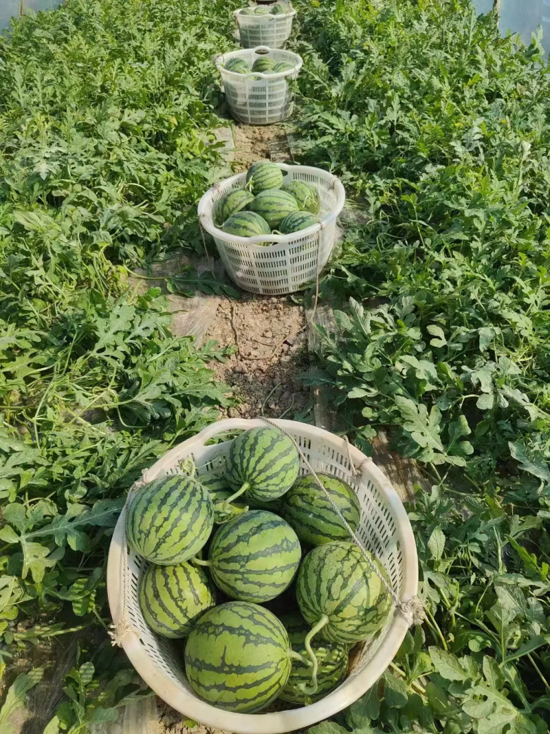 无籽美都西瓜麒麟西瓜脆甜多汁供应对全国档口商超社团电商