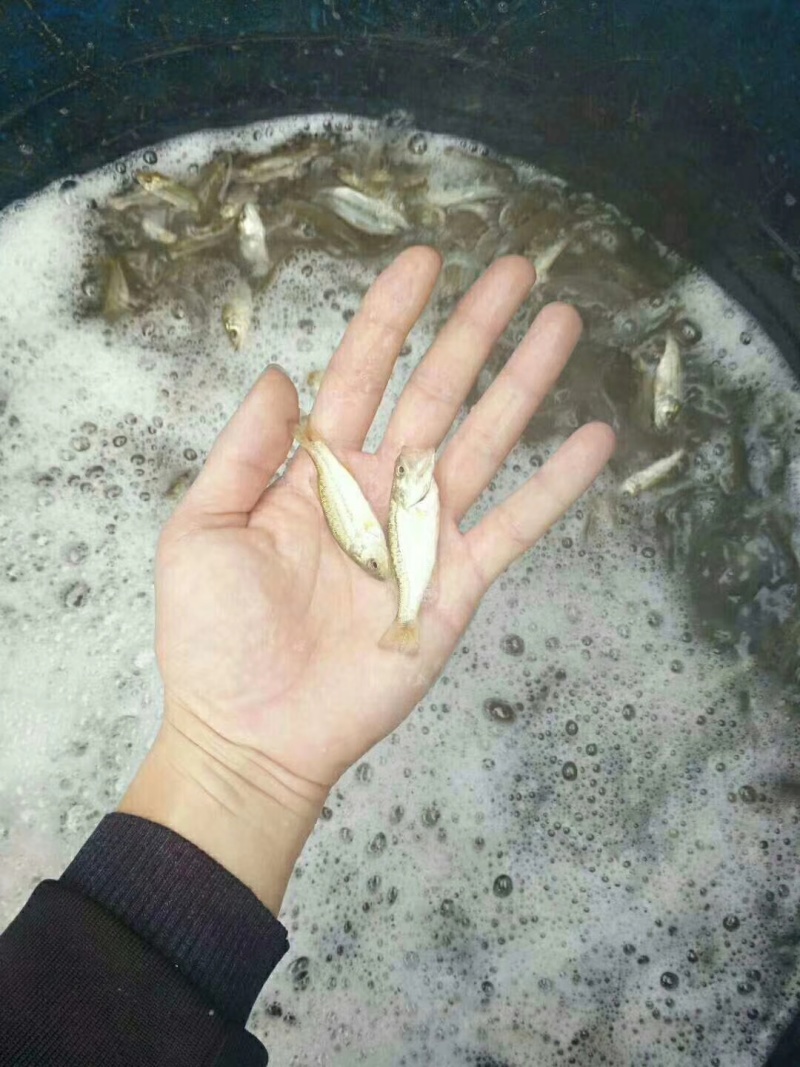 加州鲈鱼苗优鲈三号鲈鱼苗大小个头都有按需求分拣打包发全国