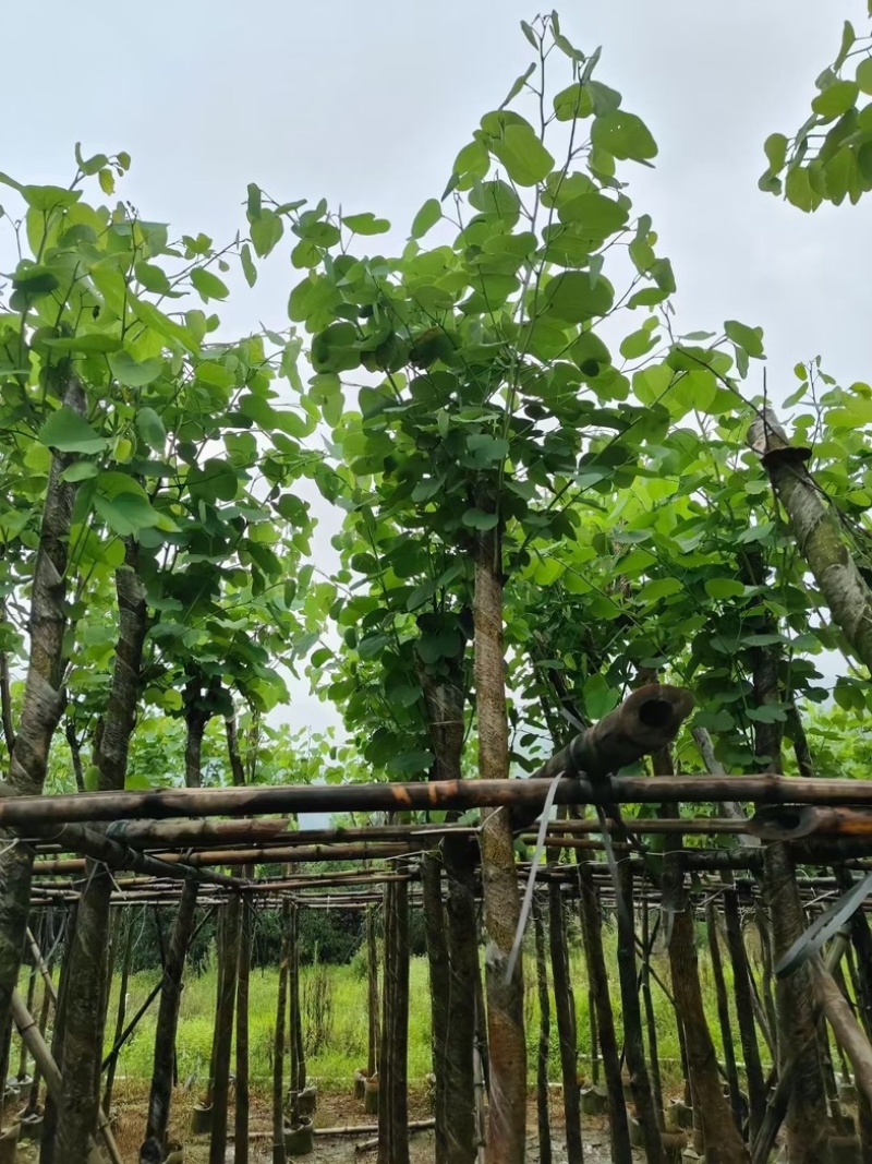 宫粉紫荆5～20公分基地直销规格齐全欢迎老板来电咨询