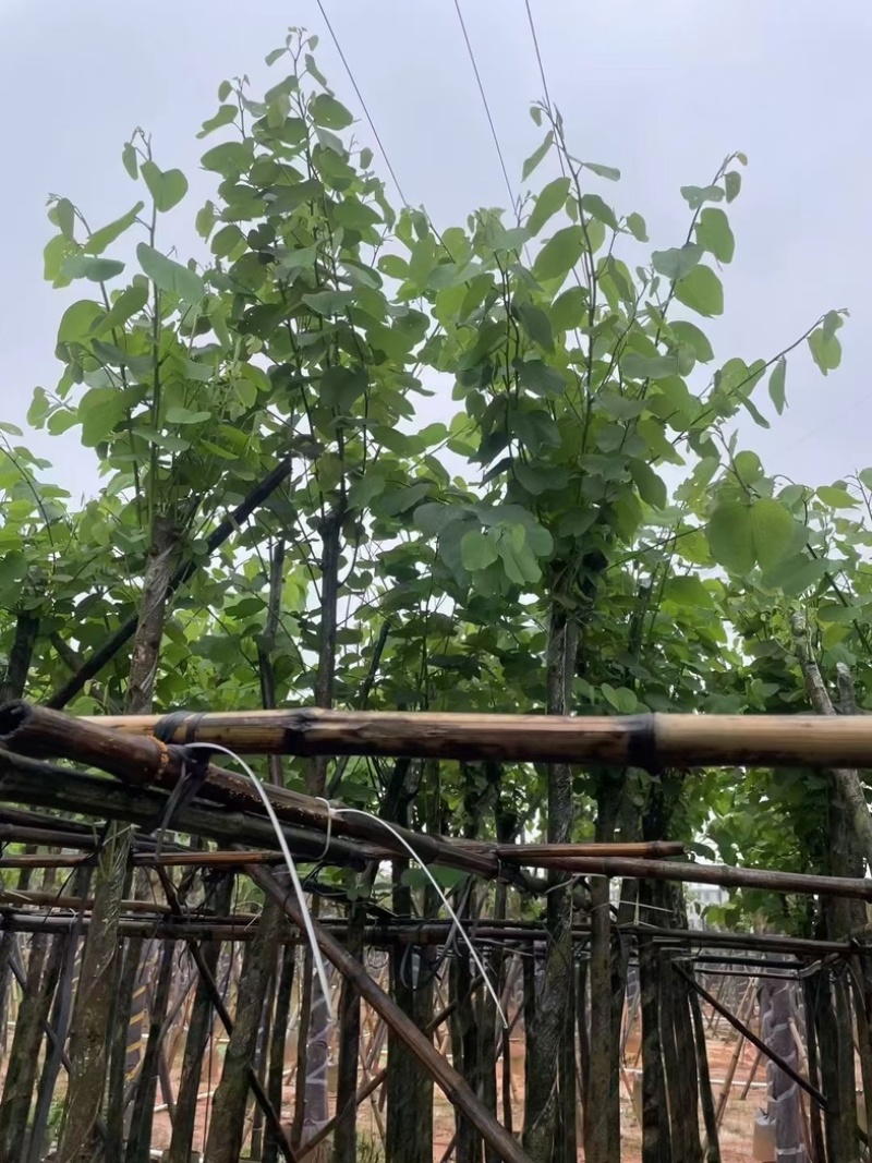 宫粉紫荆5～20公分基地直销规格齐全欢迎老板来电咨询