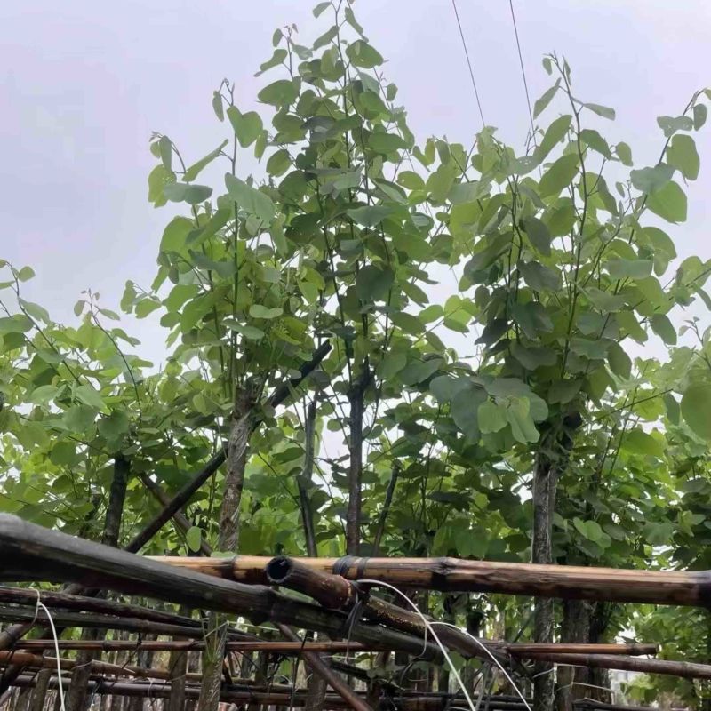 宫粉紫荆5～20公分基地直销规格齐全欢迎老板来电咨询