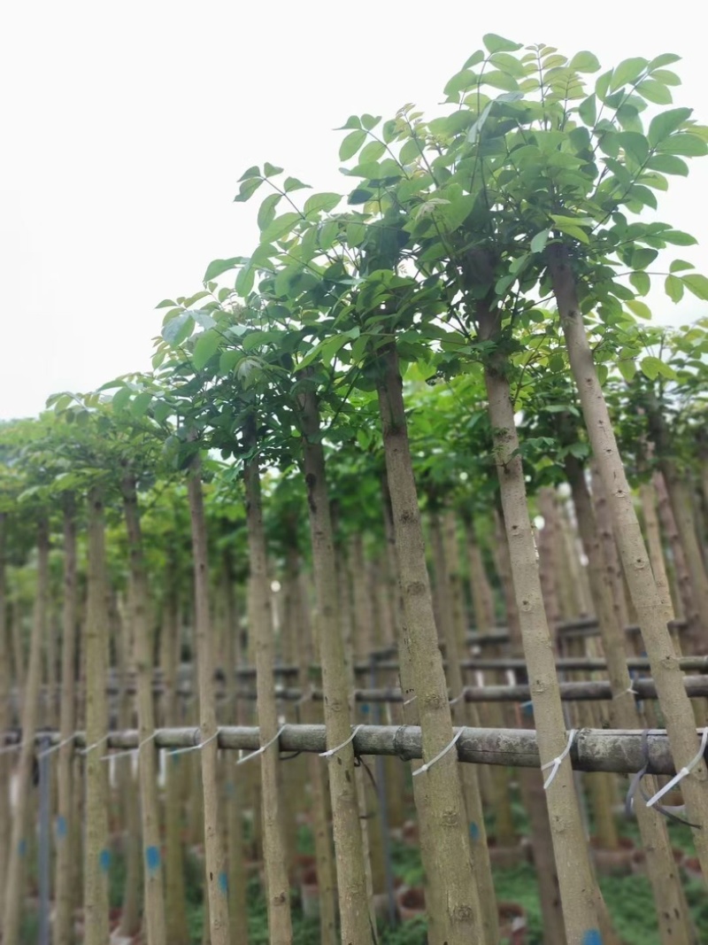 火焰木4～15公分基地直销规格齐全欢迎老板来电咨询