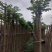 火焰木4～15公分基地直销规格齐全欢迎老板来电咨询