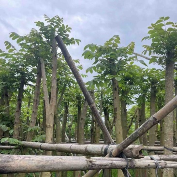 火焰木4～15公分基地直销规格齐全欢迎老板来电咨询