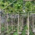 大叶紫薇5～10公分基地直销规格齐全欢迎老板来电咨询