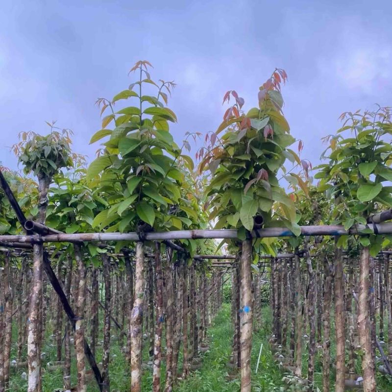 大叶紫薇5～10公分基地直销规格齐全欢迎老板来电咨询