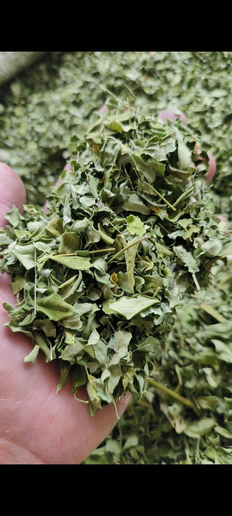 辣木叶云南辣木籽叶辣木干叶片自然晾晒包邮
