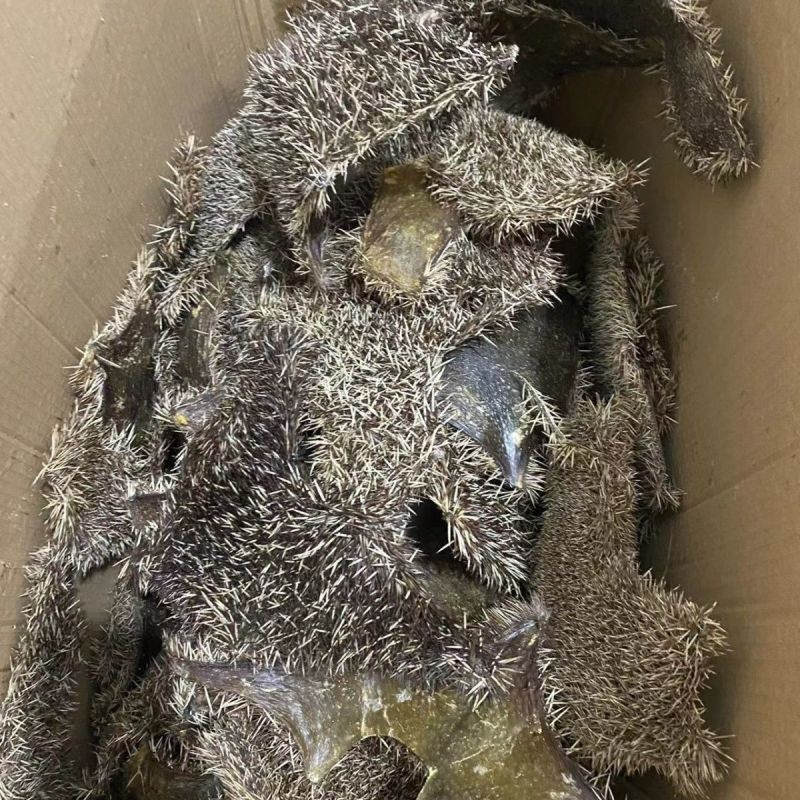 新货优质刺猬皮整张晒干生猬皮售炒刺猬皮刺猬刺