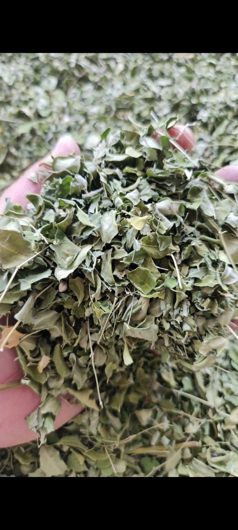 辣木叶云南辣木籽叶辣木干叶片自然晾晒包邮