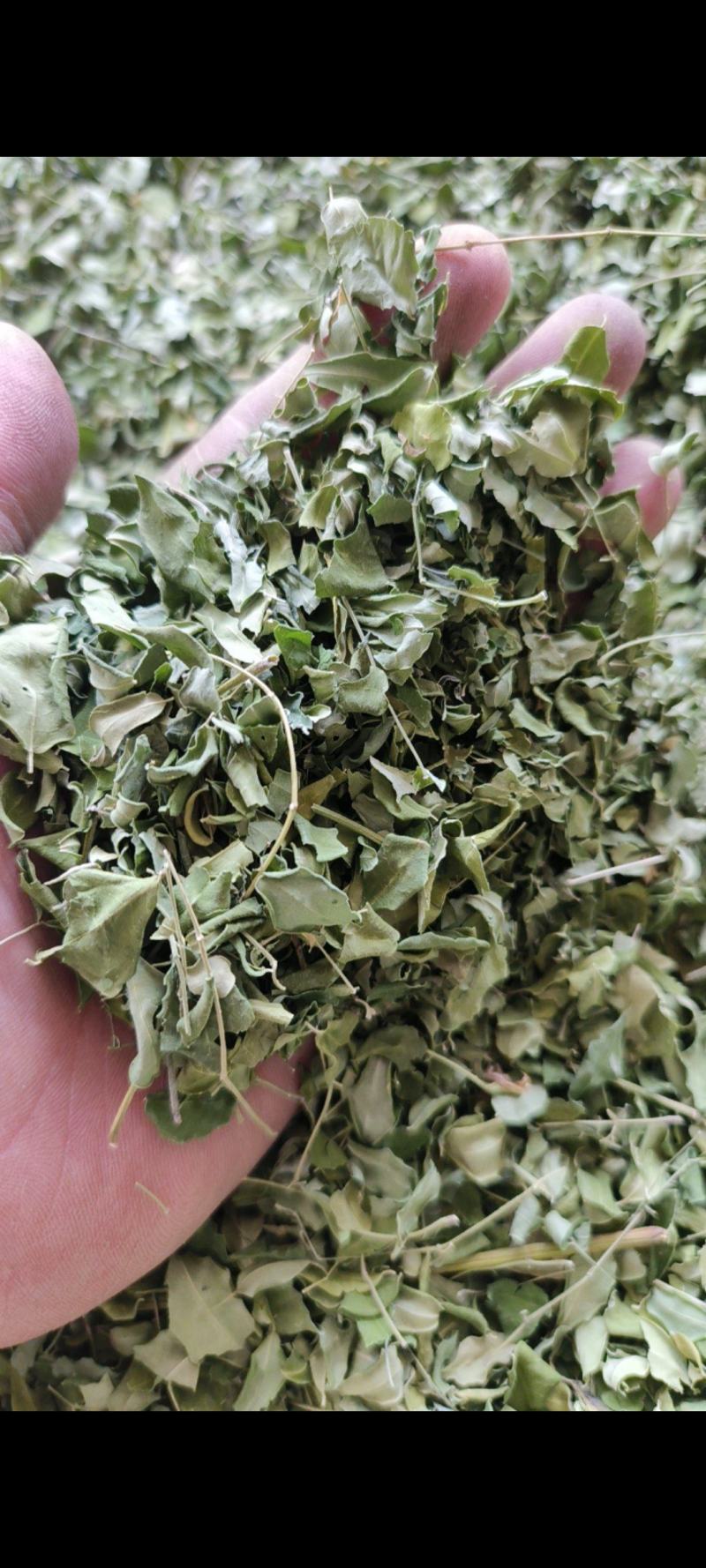 辣木叶云南辣木籽叶辣木干叶片自然晾晒包邮