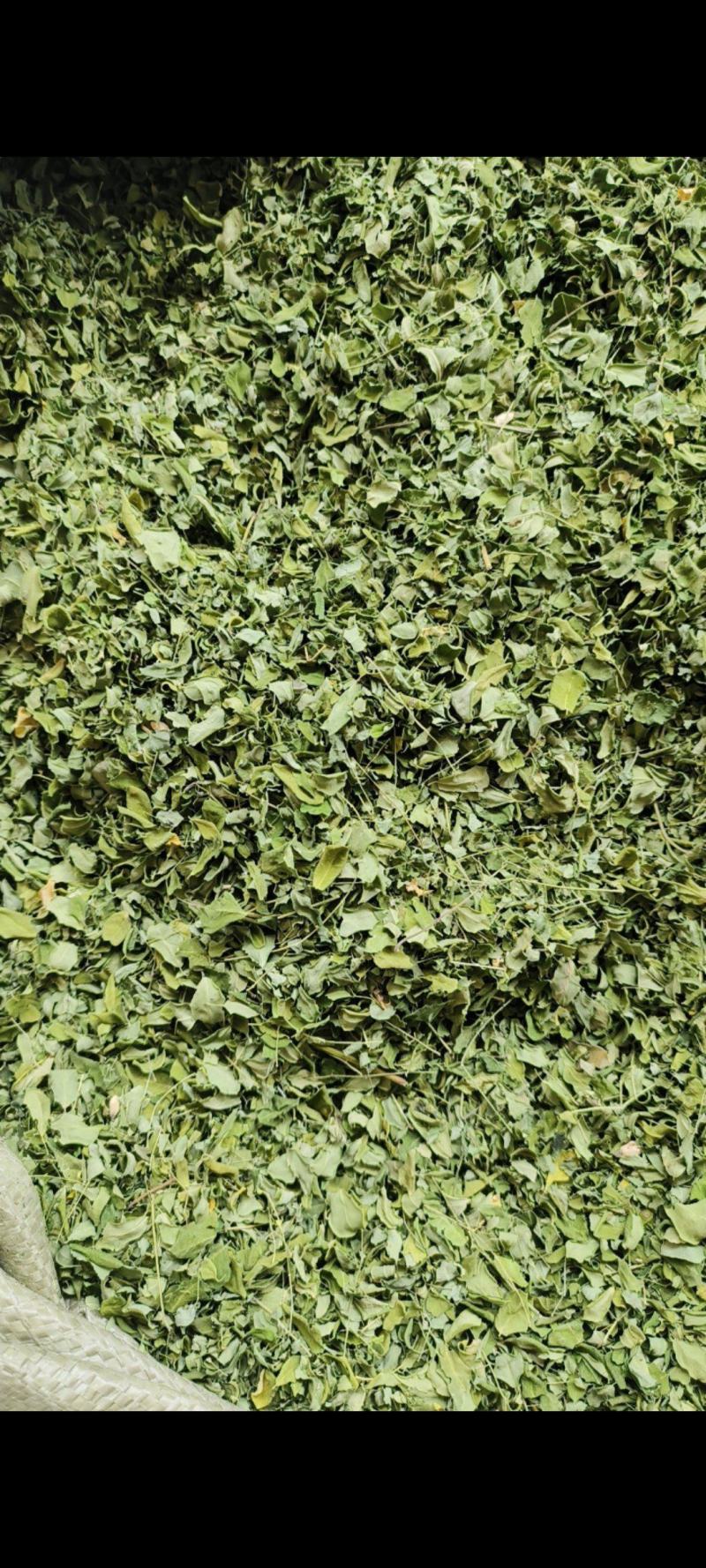 辣木叶云南辣木籽叶辣木干叶片自然晾晒包邮