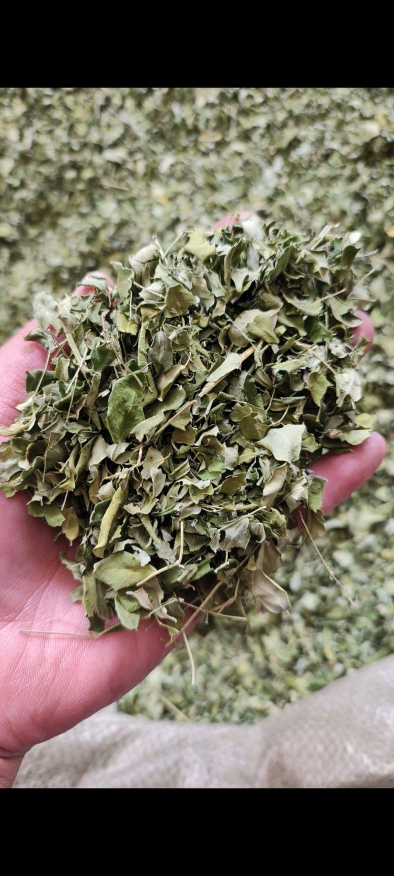 辣木叶云南辣木籽叶辣木干叶片自然晾晒包邮