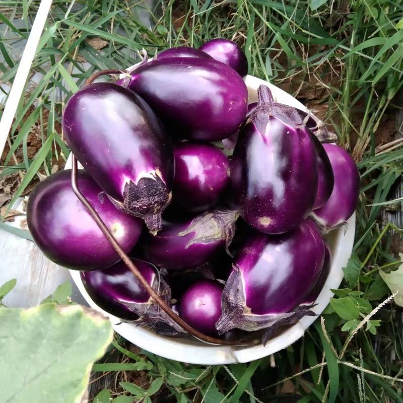 精品紫红茄量大从优产地批发对接电商商超市场