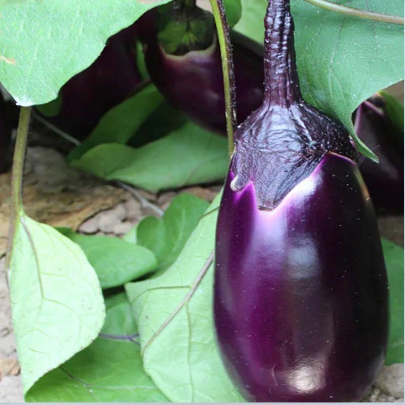 精品紫红茄量大从优产地批发对接电商商超市场