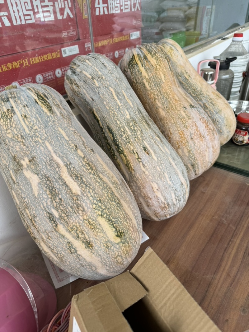 广西金韩秘本南瓜大量上市，鲜瓜全黄瓜全国代发