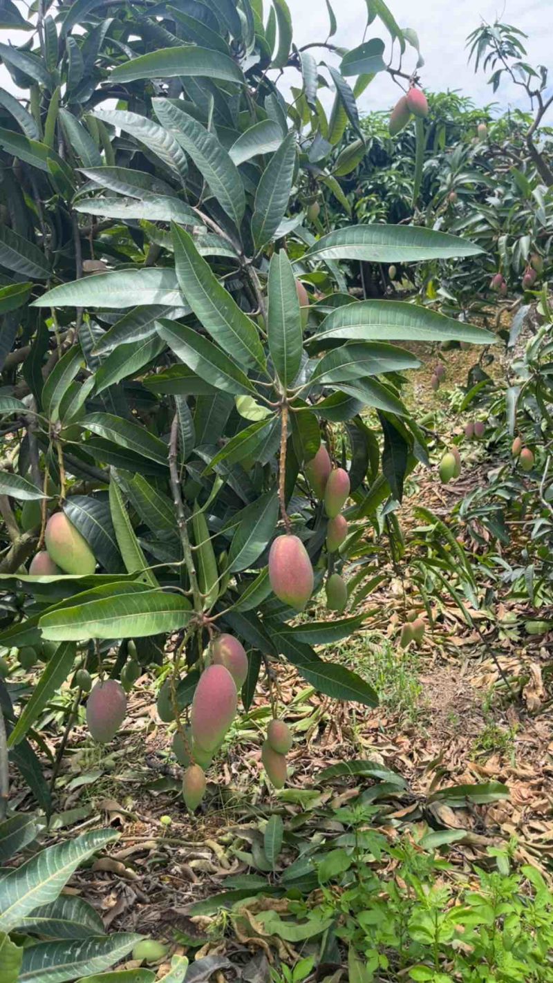 百色芒果，小台农，大台农，贵妃芒，金煌芒，桂七，