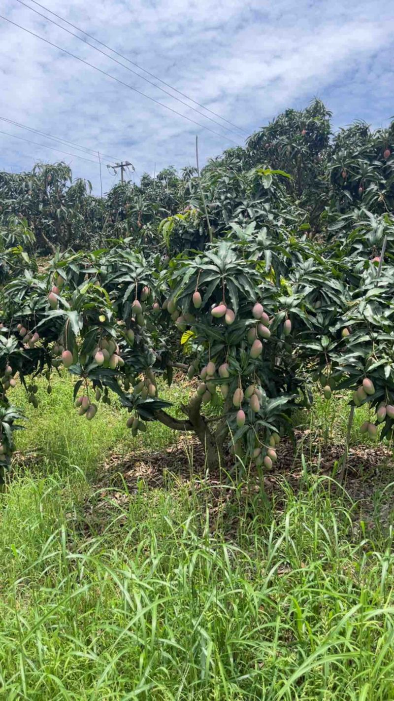 百色芒果，小台农，大台农，贵妃芒，金煌芒，桂七，