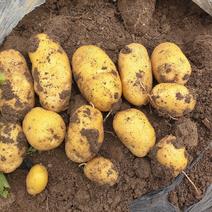 荷兰黄心土豆大量出售150亩地