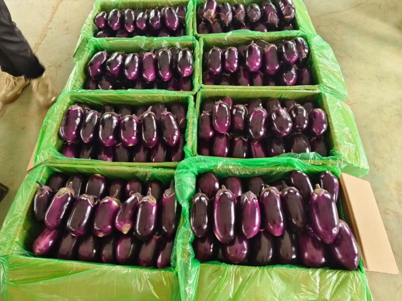 【优选红圆茄】大量供应一手货源对接电商商超量大从优