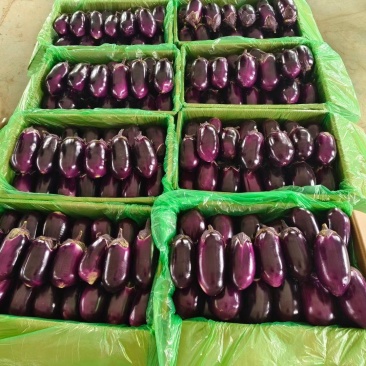 【优选红圆茄】大量供应一手货源对接电商商超量大从优