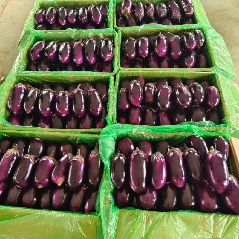 【优选红圆茄】大量供应一手货源对接电商商超量大从优