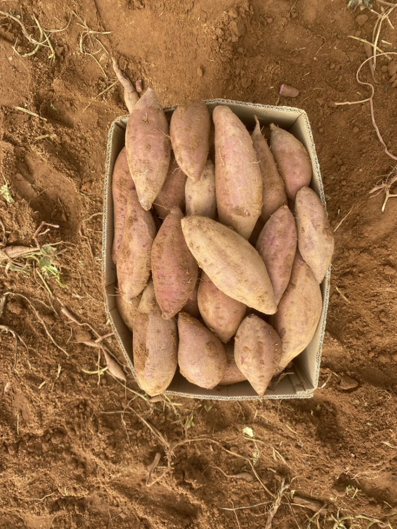 紫薯二代小花叶桂京008各种品种大量上市中