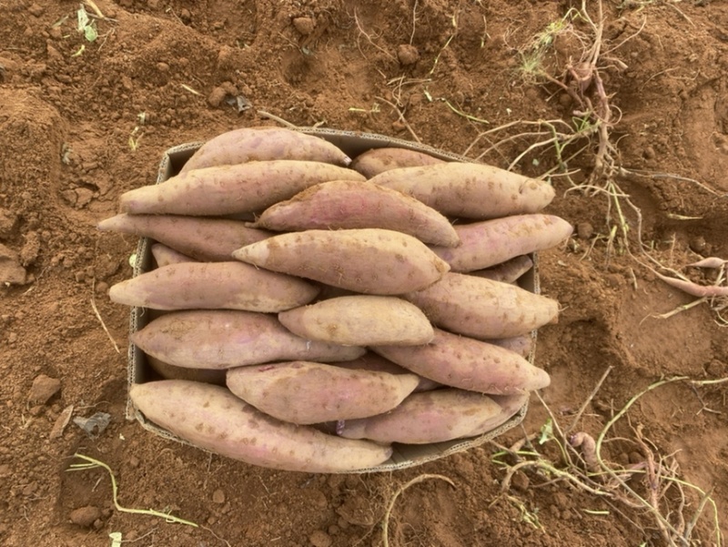 紫薯二代小花叶桂京008各种品种大量上市中