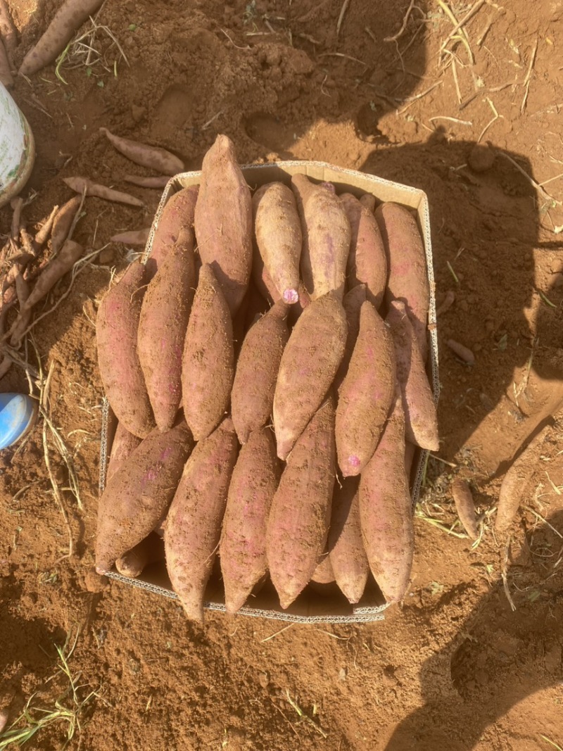 紫薯二代小花叶桂京008各种品种大量上市中