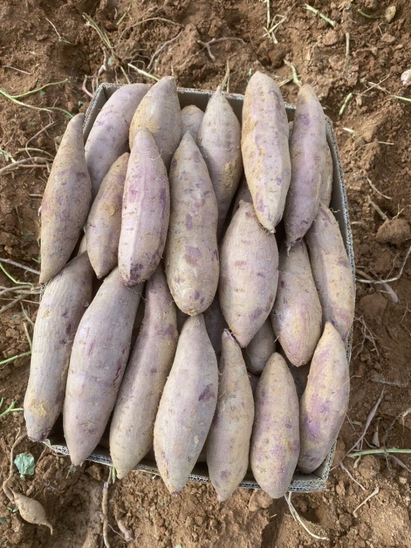 紫薯二代小花叶桂京008各种品种大量上市中